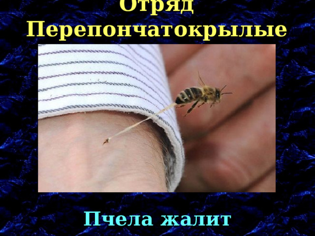 Отряд Перепончатокрылые Пчела жалит 