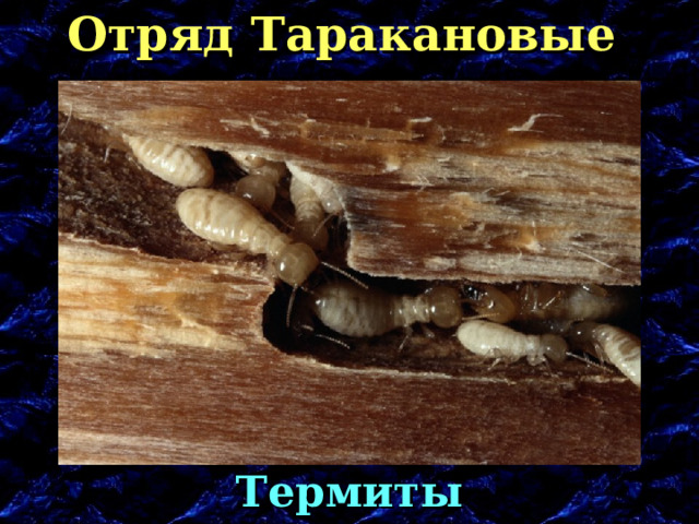 Отряд Таракановые Термиты 