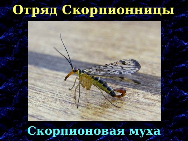 Отряд Скорпионницы Скорпионовая муха 