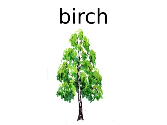 birch 