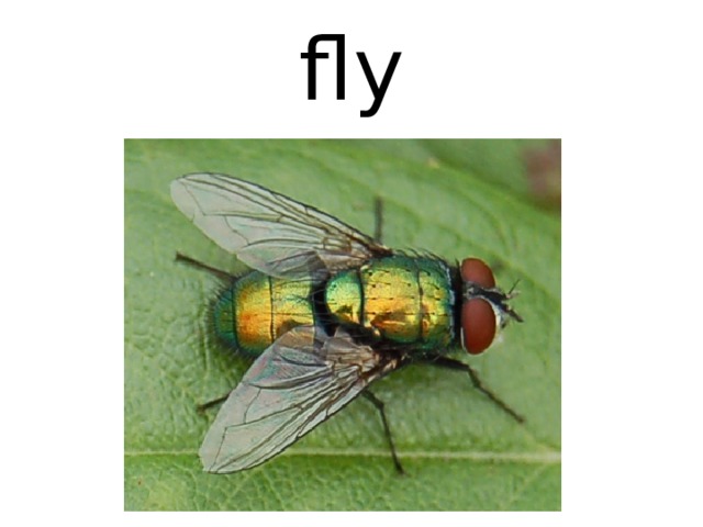 fly 