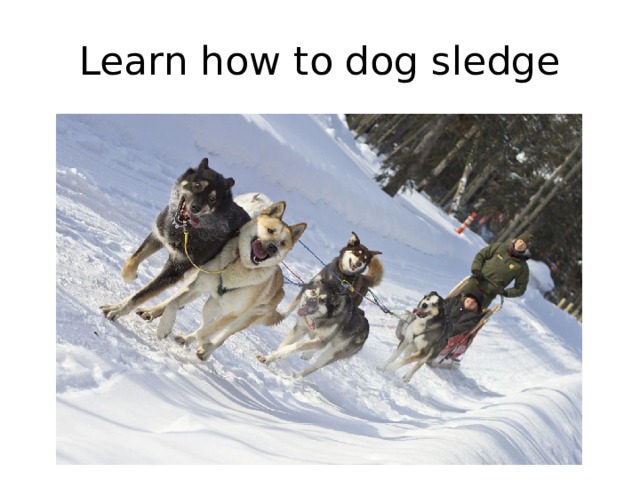 Learn how to dog sledge 