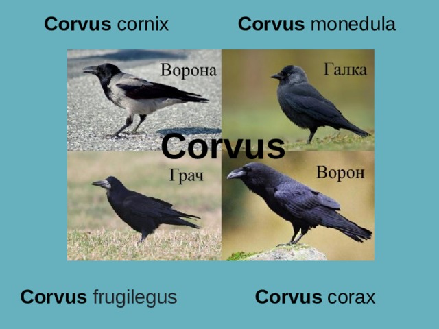 Corvus monedula Corvus cornix Corvus Corvus corax Corvus frugilegus 