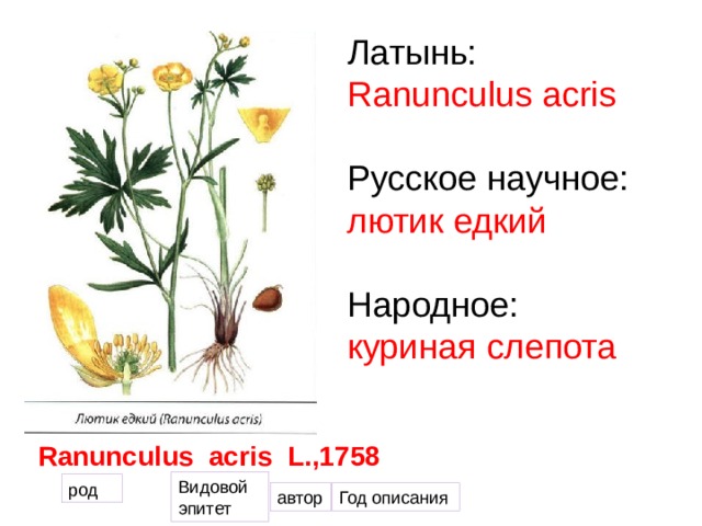 Латынь: Ranunculus acris Русское научное: лютик едкий Народное: куриная слепота Ranunculus acris L.,1758 Видовой эпитет род автор Год описания 