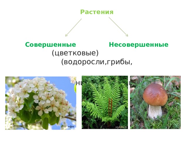Растения  Совершенные Несовершенные (цветковые) (водоросли,грибы,  попаротники, лишайники) 