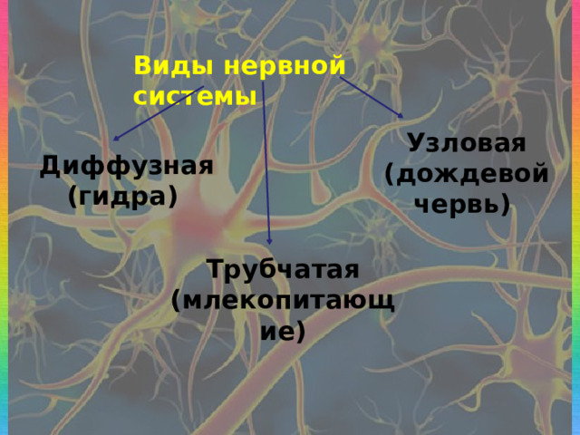 Виды нервной системы Узловая (дождевой червь) Диффузная (гидра) Трубчатая (млекопитающие) 