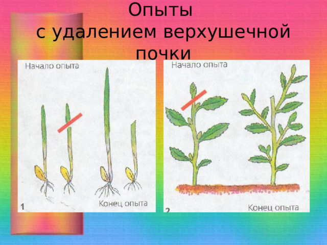 Презентация к уроку биологии 6 класс координация и регуляция