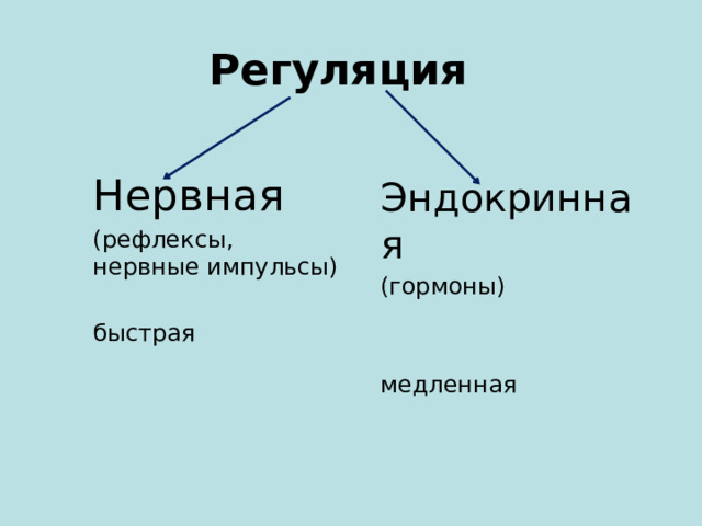 Презентация координация и регуляция