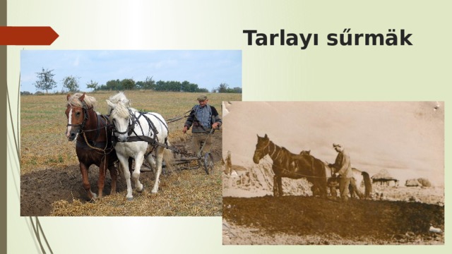  Tarlayı sűrmäk 