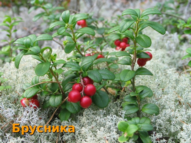 Брусника  