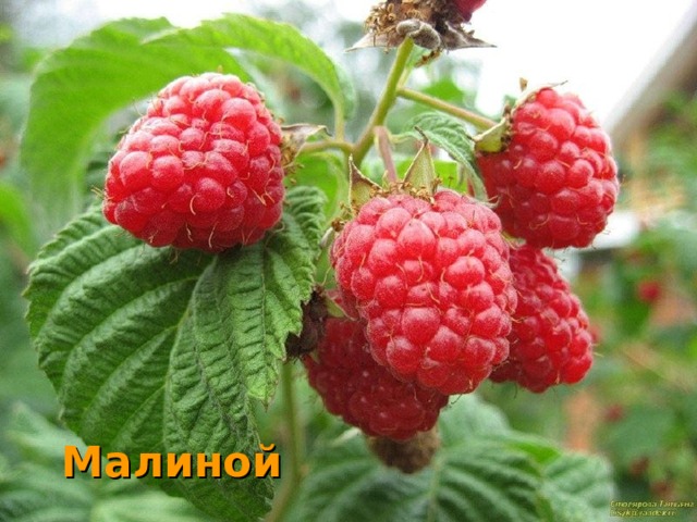 Малиной  