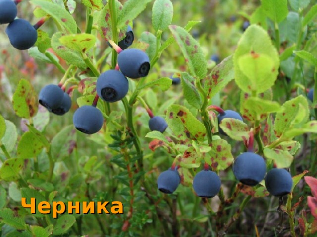 Черника  