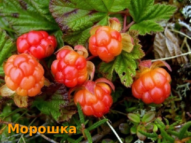 Морошка  