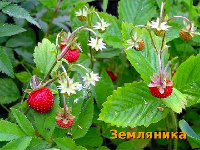 Земляника  