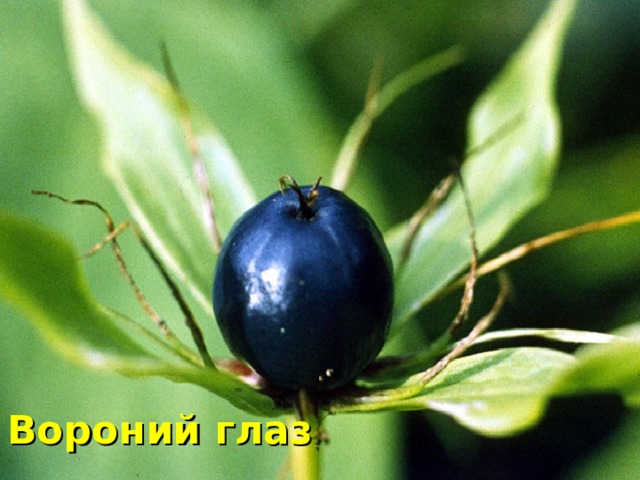 Вороний глаз  