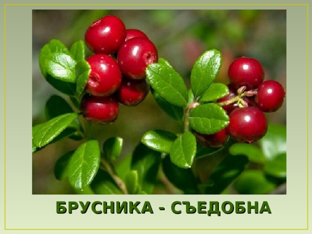 БРУСНИКА - СЪЕДОБНА  