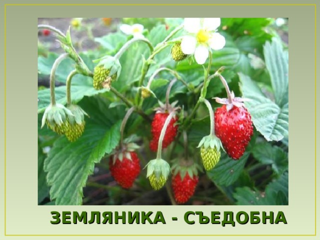 ЗЕМЛЯНИКА - СЪЕДОБНА  