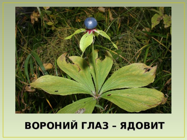 ВОРОНИЙ ГЛАЗ – ЯДОВИТ  