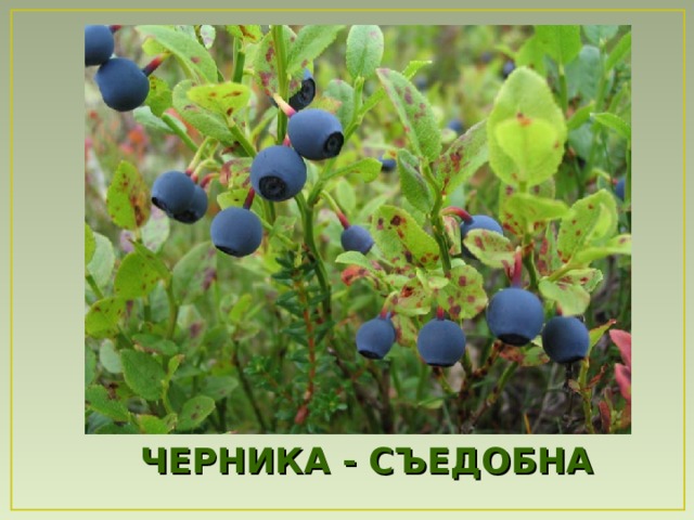 ЧЕРНИКА - СЪЕДОБНА  