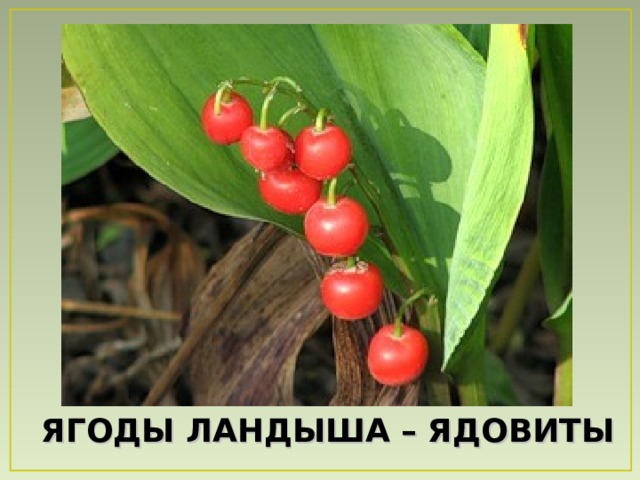 ЯГОДЫ ЛАНДЫША – ЯДОВИТЫ  