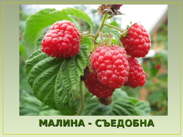 МАЛИНА - СЪЕДОБНА  