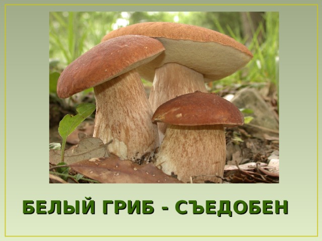 БЕЛЫЙ ГРИБ - СЪЕДОБЕН 
