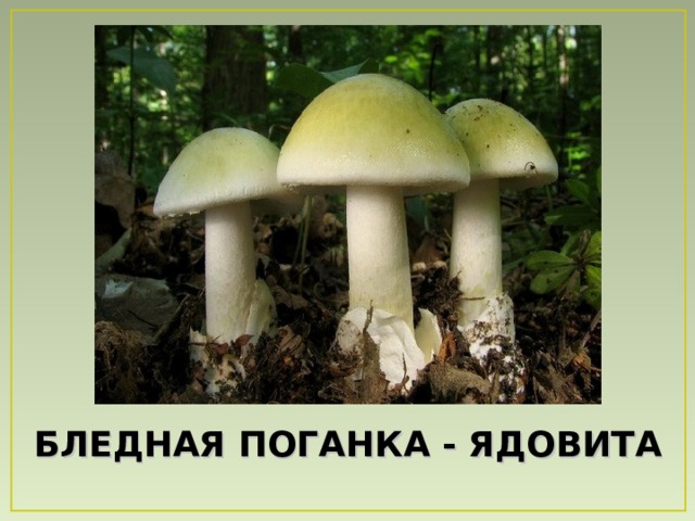 БЛЕДНАЯ ПОГАНКА - ЯДОВИТА 