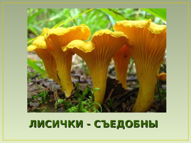 ЛИСИЧКИ - СЪЕДОБНЫ 