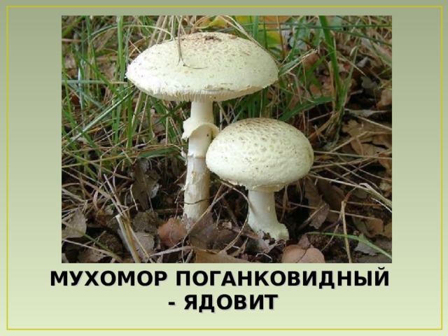 МУХОМОР ПОГАНКОВИДНЫЙ - ЯДОВИТ 