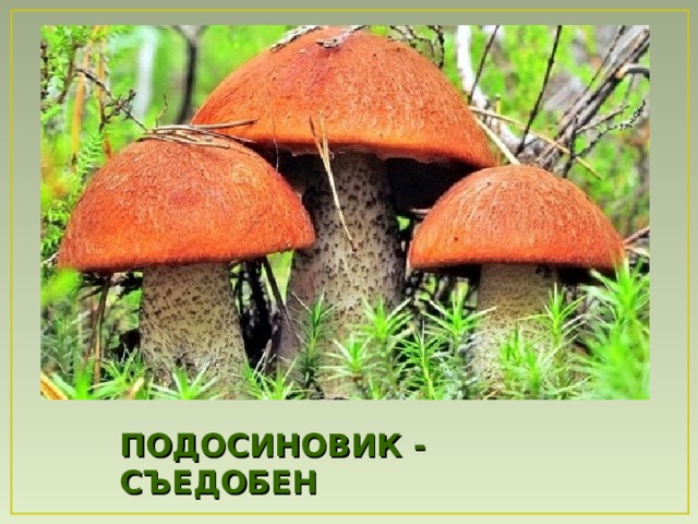 ПОДОСИНОВИК - СЪЕДОБЕН 