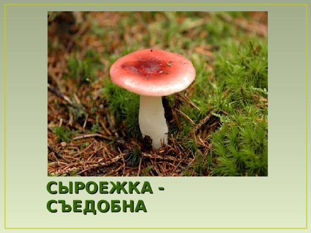 СЫРОЕЖКА - СЪЕДОБНА 