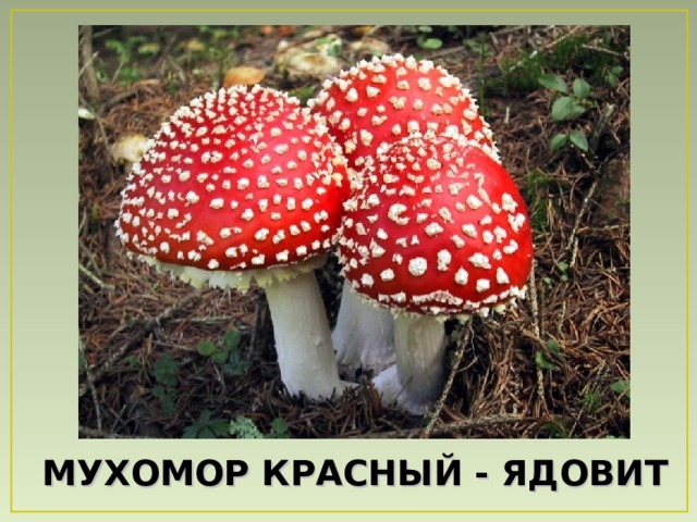МУХОМОР КРАСНЫЙ - ЯДОВИТ 