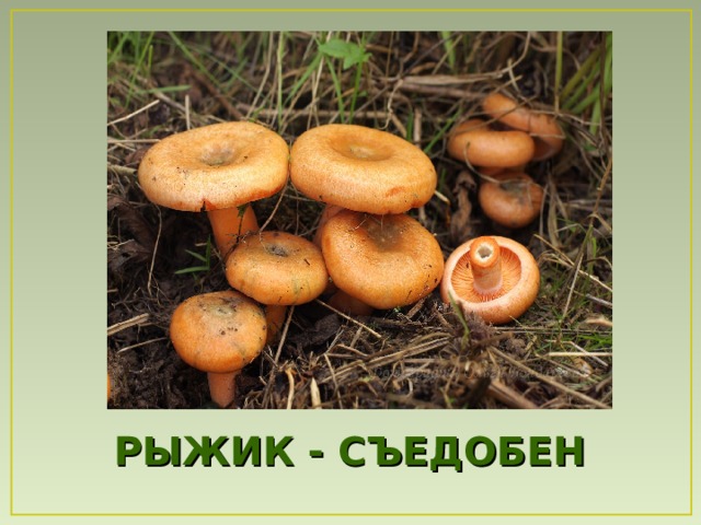 РЫЖИК - СЪЕДОБЕН 