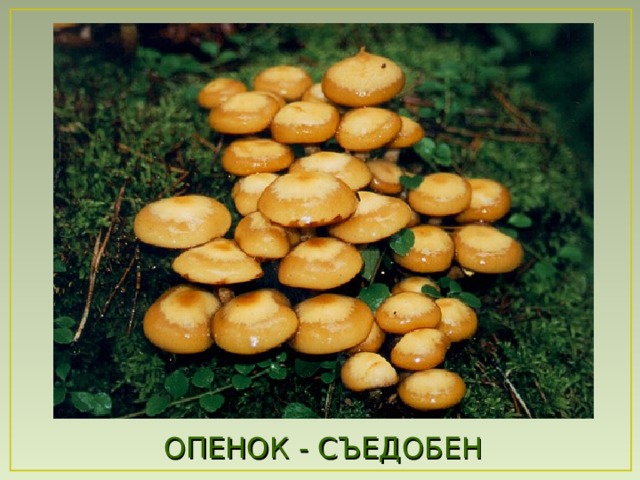 ОПЕНОК - СЪЕДОБЕН 
