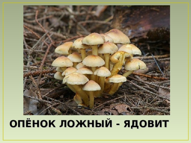ОП Ё НОК ЛОЖНЫЙ - ЯДОВИТ 