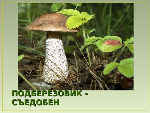 ПОДБЕРЁЗОВИК - СЪЕДОБЕН 