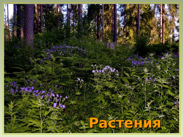 Растения  