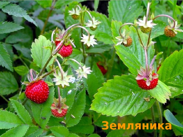 Земляника  