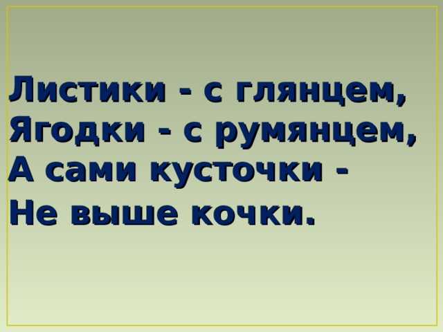Листики - с глянцем,  Ягодки - с румянцем,  А сами кусточки -  Не выше кочки.  