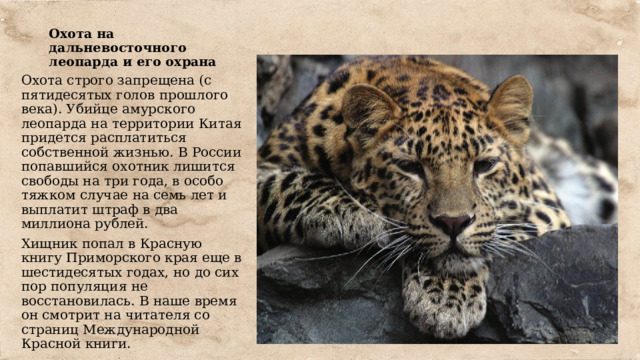 Презентация по географии на тему: Редкие животные России (8 класс)