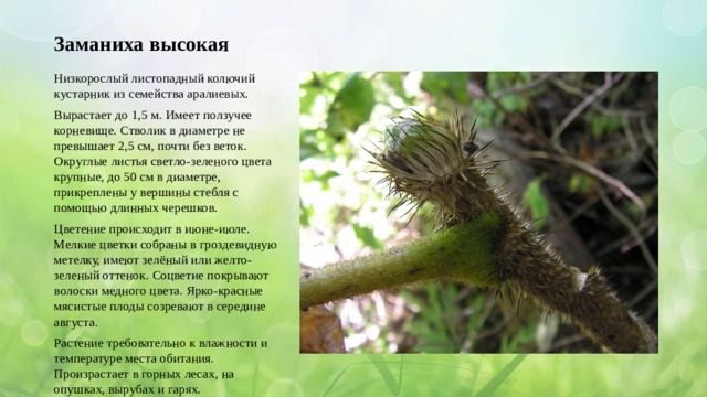 Заманиха высокая Низкорослый листопадный колючий кустарник из семейства аралиевых. Вырастает до 1,5 м. Имеет ползучее корневище. Стволик в диаметре не превышает 2,5 см, почти без веток. Округлые листья светло-зеленого цвета крупные, до 50 см в диаметре, прикреплены у вершины стебля с помощью длинных черешков. Цветение происходит в июне-июле. Мелкие цветки собраны в гроздевидную метелку, имеют зелёный или желто-зеленый оттенок. Соцветие покрывают волоски медного цвета. Ярко-красные мясистые плоды созревают в середине августа. Растение требовательно к влажности и температуре места обитания. Произрастает в горных лесах, на опушках, вырубах и гарях. 