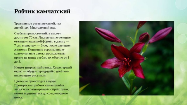 Рябчик камчатский Травянистое растение семейства лилейных. Многолетний вид. Стебель прямостоячий, в высоту достигает 70 см. Листья темно-зеленые, овально-ланцетной формы, в длину — 7 см, в ширину — 3 см, после цветения желтеют. Поникшие воронковидно-колокольчатые цветки расположены прямо на конце стебля, их обычно от 1 до 3. Имеют неприятный запах. Характерный окрас — чёрно-пурпурный с нечётким шахматным рисунком. Цветение происходит в июне. Произрастает рябчик камчатский в лесах и на разнотравных сырых лугах, может подниматься до среднегорного пояса. 