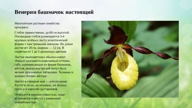 Венерин башмачок настоящий Многолетнее растение семейства орхидных. Стебли прямостоячие, до 60 см высотой. Посередине стебля размещаются 3-4 крупных зелёных листа эллиптической формы с заостренными концами. Их длина достигает 20 см, ширина — 12 см. В соцветии от 1 до 3 ароматных цветков. Листья околоцветника обычно имеют тёмный красновато-коричневый оттенок, губа, напоминающая по форме башмачок, жёлтая, иногда внутри неё могут быть мелкие красноватые пятнышки. Тычинки и колонка бледно-жёлтые. Цветет в середине мая — начале июня. Растет в лесах, на опушках, на лесных лугах и в зарослях кустарников. Отличается морозостойкостью, чаще встречается в местах с умеренной освещённостью. 