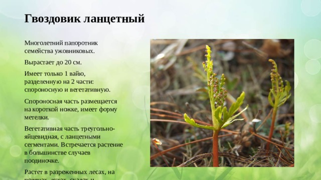 Гвоздовик ланцетный Многолетний папоротник семейства ужовниковых. Вырастает до 20 см. Имеет только 1 вайю, разделенную на 2 части: спороносную и вегетативную. Спороносная часть размещается на короткой ножке, имеет форму метелки. Вегетативная часть треугольно-яйцевидная, с ланцетными сегментами. Встречается растение в большинстве случаев поодиночке. Растет в разреженных лесах, на полянах, лугах, скалах и каменистых склонах . 