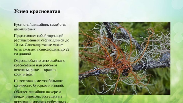 Уснея красноватая Кустистый лишайник семейства пармелиевых. Представляет собой торчащий растопыренный кустик длиной до 10 см. Слоевище также может быть сжатым, повисающим, до 22 см длиной. Окраска обычно сизо-зелёная с красноватым или розовым оттенком, реже — красно-коричневая. На веточках имеется большое количество бугорков и изидий. Обитает лишайник на коре и ветках деревьев, растущих на островах и морских побережьях . 