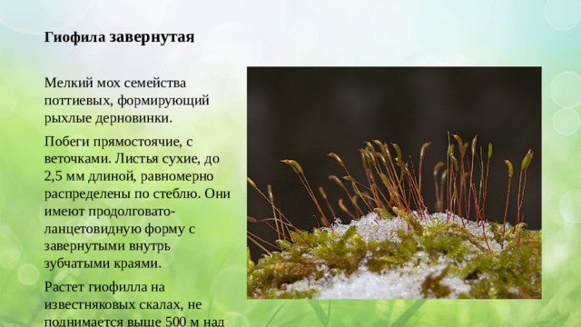 Гиофила завернутая Мелкий мох семейства поттиевых, формирующий рыхлые дерновинки. Побеги прямостоячие, с веточками. Листья сухие, до 2,5 мм длиной, равномерно распределены по стеблю. Они имеют продолговато-ланцетовидную форму с завернутыми внутрь зубчатыми краями. Растет гиофилла на известняковых скалах, не поднимается выше 500 м над уровнем моря. 