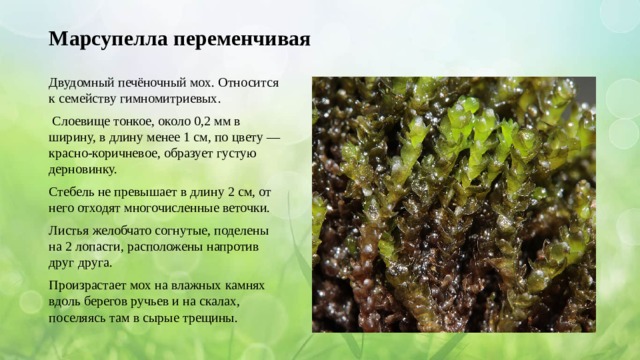 Марсупелла переменчивая Двудомный печёночный мох. Относится к семейству гимномитриевых.  Слоевище тонкое, около 0,2 мм в ширину, в длину менее 1 см, по цвету — красно-коричневое, образует густую дерновинку. Стебель не превышает в длину 2 см, от него отходят многочисленные веточки. Листья желобчато согнутые, поделены на 2 лопасти, расположены напротив друг друга. Произрастает мох на влажных камнях вдоль берегов ручьев и на скалах, поселяясь там в сырые трещины.  