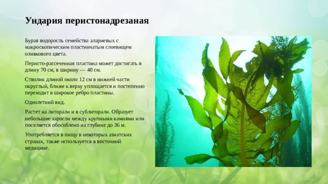 Ундария перистонадрезаная Бурая водоросль семейства алариевых с макроскопическим пластинчатым слоевищем оливкового цвета. Перисто-рассеченная пластина может достигать в длину 70 см, в ширину — 40 см. Стволик длиной около 12 см в нижней части округлый, ближе к верху уплощается и постепенно переходит в широкое ребро пластины. Однолетний вид. Растет на литорали и в сублиторали. Образует небольшие заросли между крупными камнями или поселяется обособлено на глубине до 36 м. Употребляется в пищу в некоторых азиатских странах, также используется в восточной медицине . 