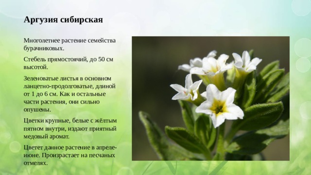 Аргузия сибирская Многолетнее растение семейства бурачниковых. Стебель прямостоячий, до 50 см высотой. Зеленоватые листья в основном ланцетно-продолговатые, длиной от 1 до 6 см. Как и остальные части растения, они сильно опушены. Цветки крупные, белые с жёлтым пятном внутри, издают приятный медовый аромат. Цветет данное растение в апреле-июне. Произрастает на песчаных отмелях. 