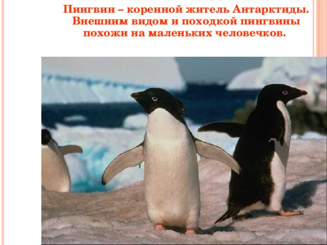  Пингвин – коренной житель Антарктиды. Внешним видом и походкой пингвины похожи на маленьких человечков.   